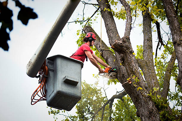 Best Tree Planting Services  in Coal Valley, IL